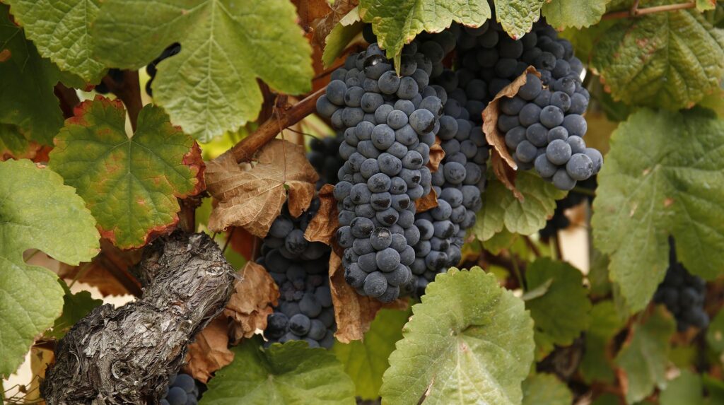 Pormenor das uvas na vinha